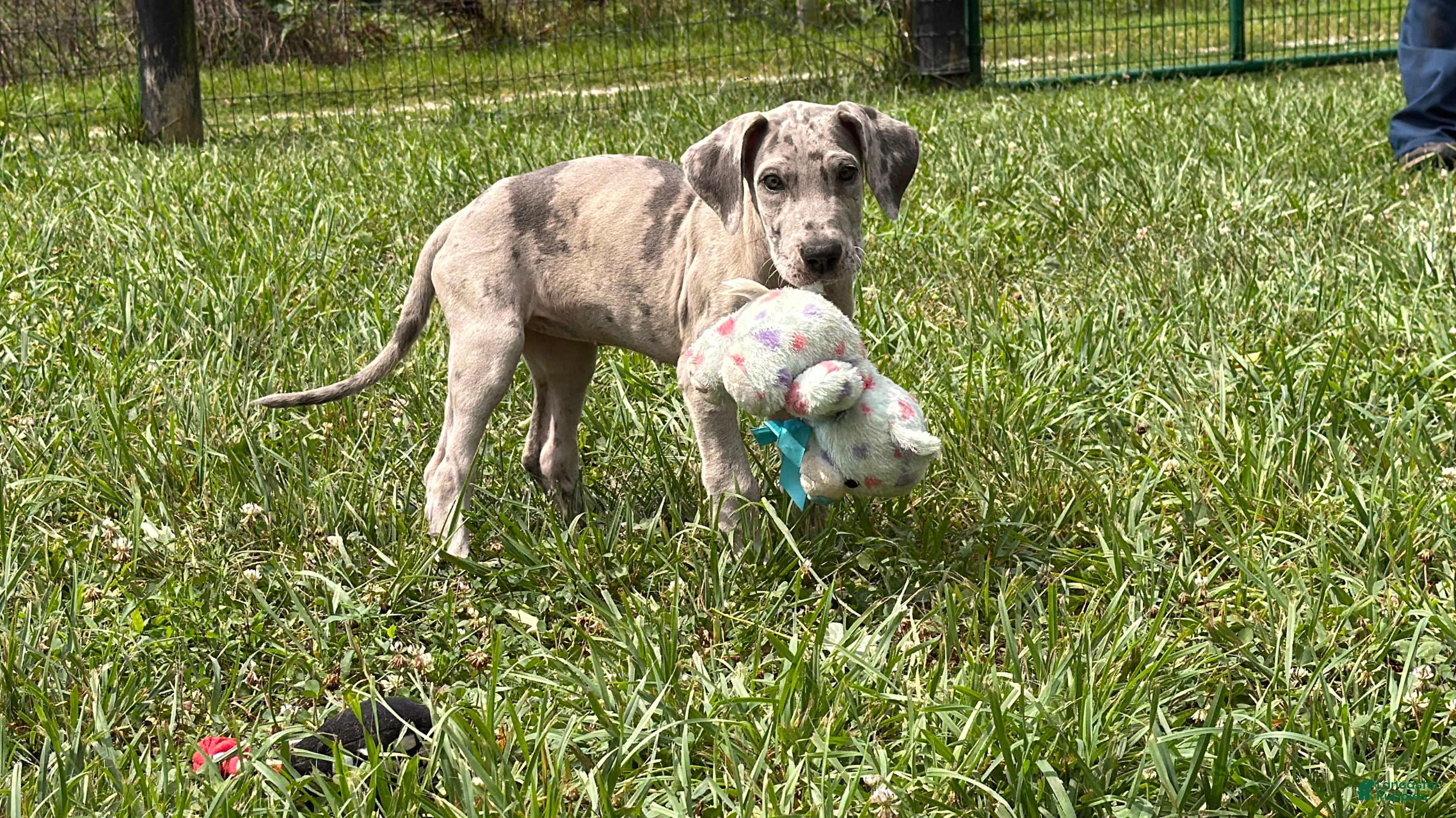 Great Dane dogs Pansy Great Dane  - Ad 2