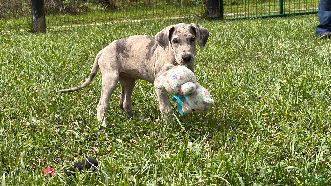 Great Dane dogs for sale: Pansy Great Dane  - Ad 2