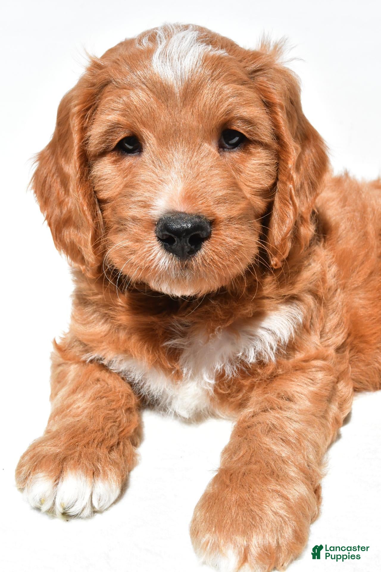 Mini Goldendoodle dogs Howard - Ad 2
