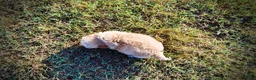 Havapoo dogs for sale: Luigi-Sale!!! - Ad 6