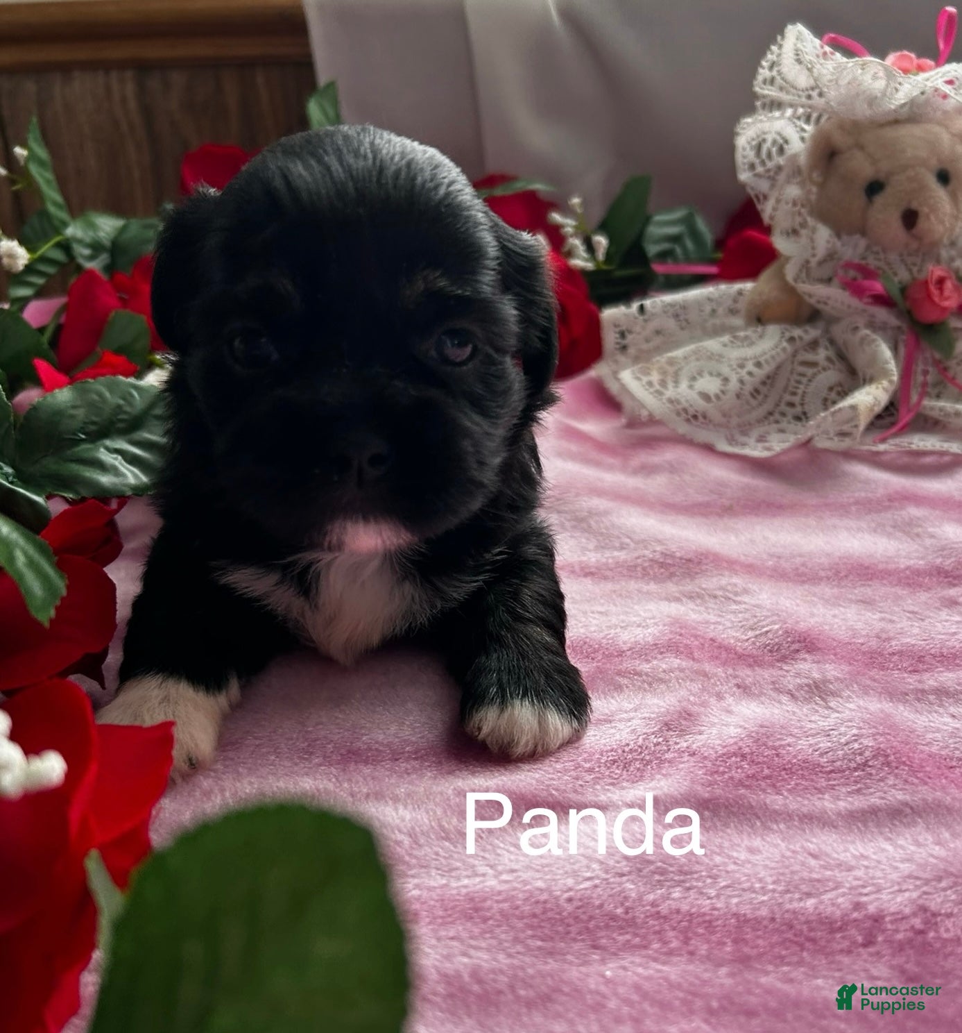 Lhasa Apso dogs Lhasa Apso 1 - Ad 1