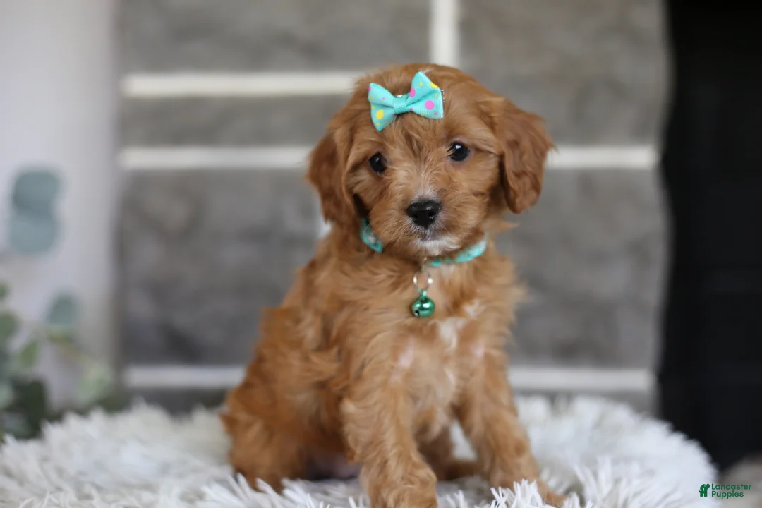 Cavapoo dogs for sale: Faye - Ad 1