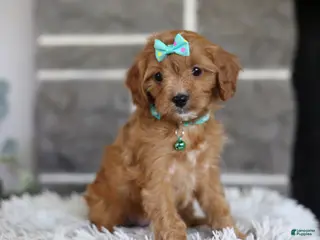 Cavapoo dogs for sale: Faye - Ad 2