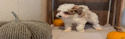 Miniature Poodle dogs for sale: Lucy - Ad 9