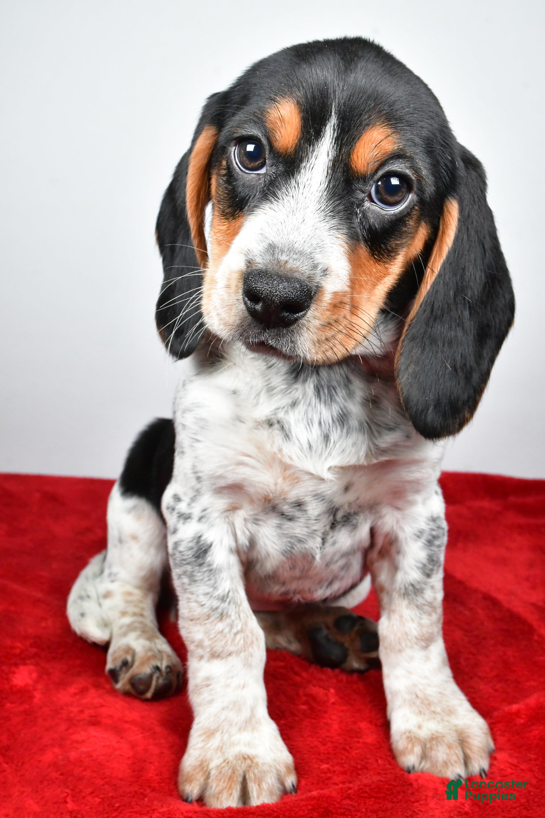 Beagle dogs Regina - Ad 2