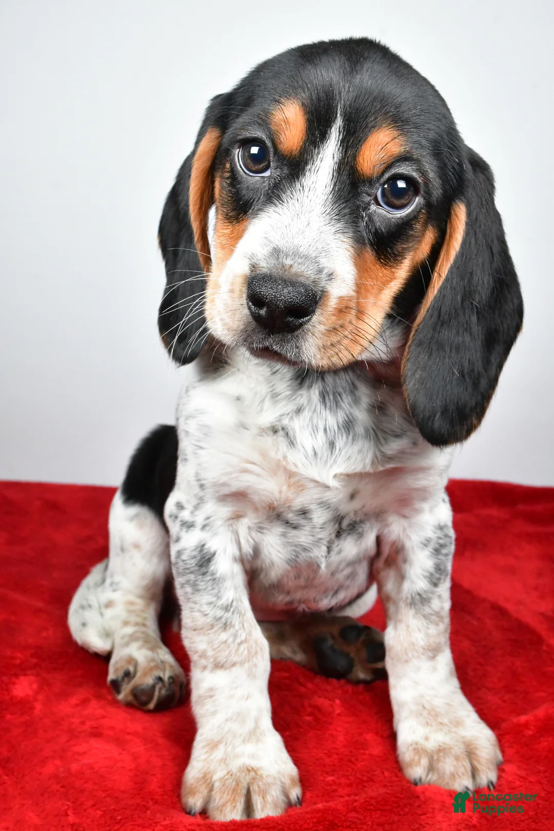 Beagle dogs for sale: Regina - Ad 2