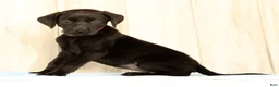 Labrador Retriever dogs for sale: Boba - Ad 5