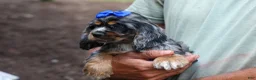 Cocker Spaniel dogs for sale: Dakota 🐶💙 - Ad 5