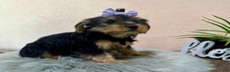 Yorkshire Terrier dogs for sale: Hallie - Ad 19
