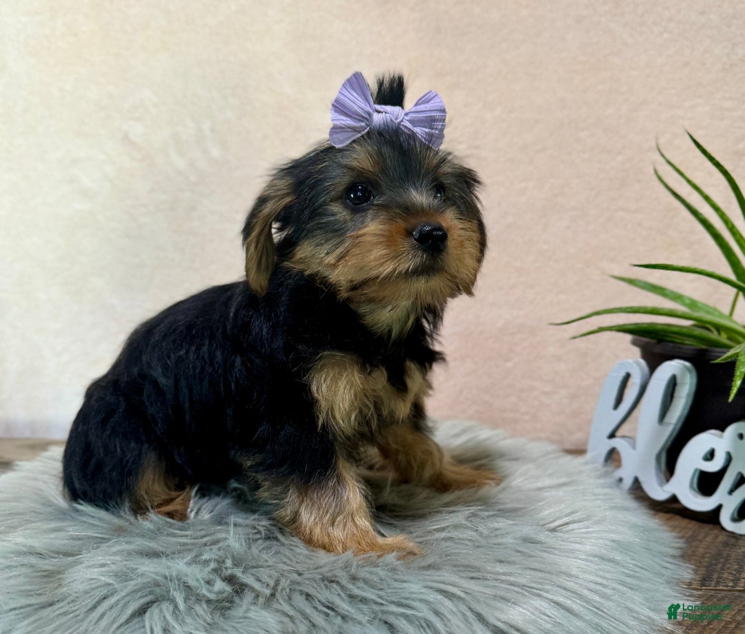 Yorkshire Terrier dogs for sale: Hallie - Ad 19
