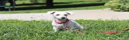 Bichpoo dogs for sale: Scout - Ad 6