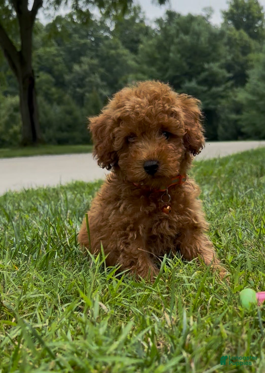 Miniature Poodle dogs Tiny - Ad 1
