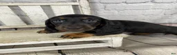 Miniature Dachshund dogs for sale: Coco - Ad 5