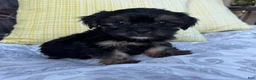 Shorkie dogs for sale: chandler  - Ad 3