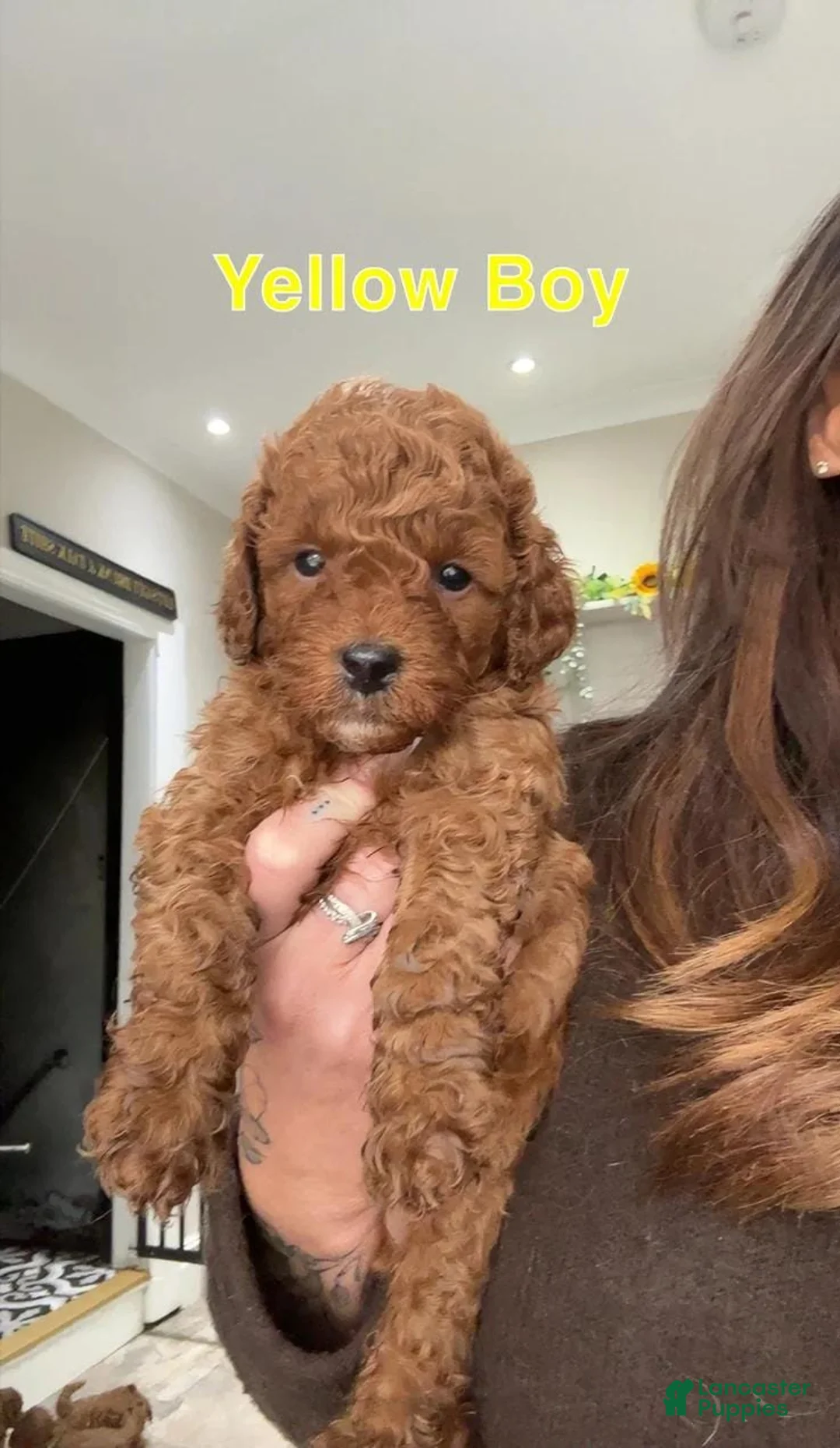 Cavapoo dogs for sale: Kenny - Ad 5