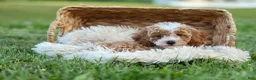 Miniature Poodle dogs for sale:  Ginger 🌸 - Ad 13