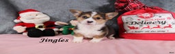 Welsh Corgi Pembroke dogs for sale: Jingles - Ad 3