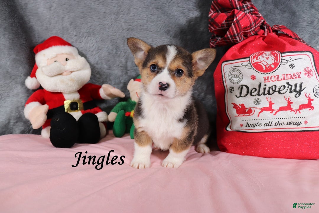 Welsh Corgi Pembroke dogs for sale: Jingles - Ad 3