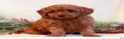 Mini Goldendoodle dogs for sale: Fern  - Ad 3