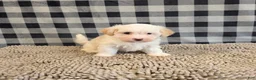 Havanese dogs for sale: Hans - Ad 5