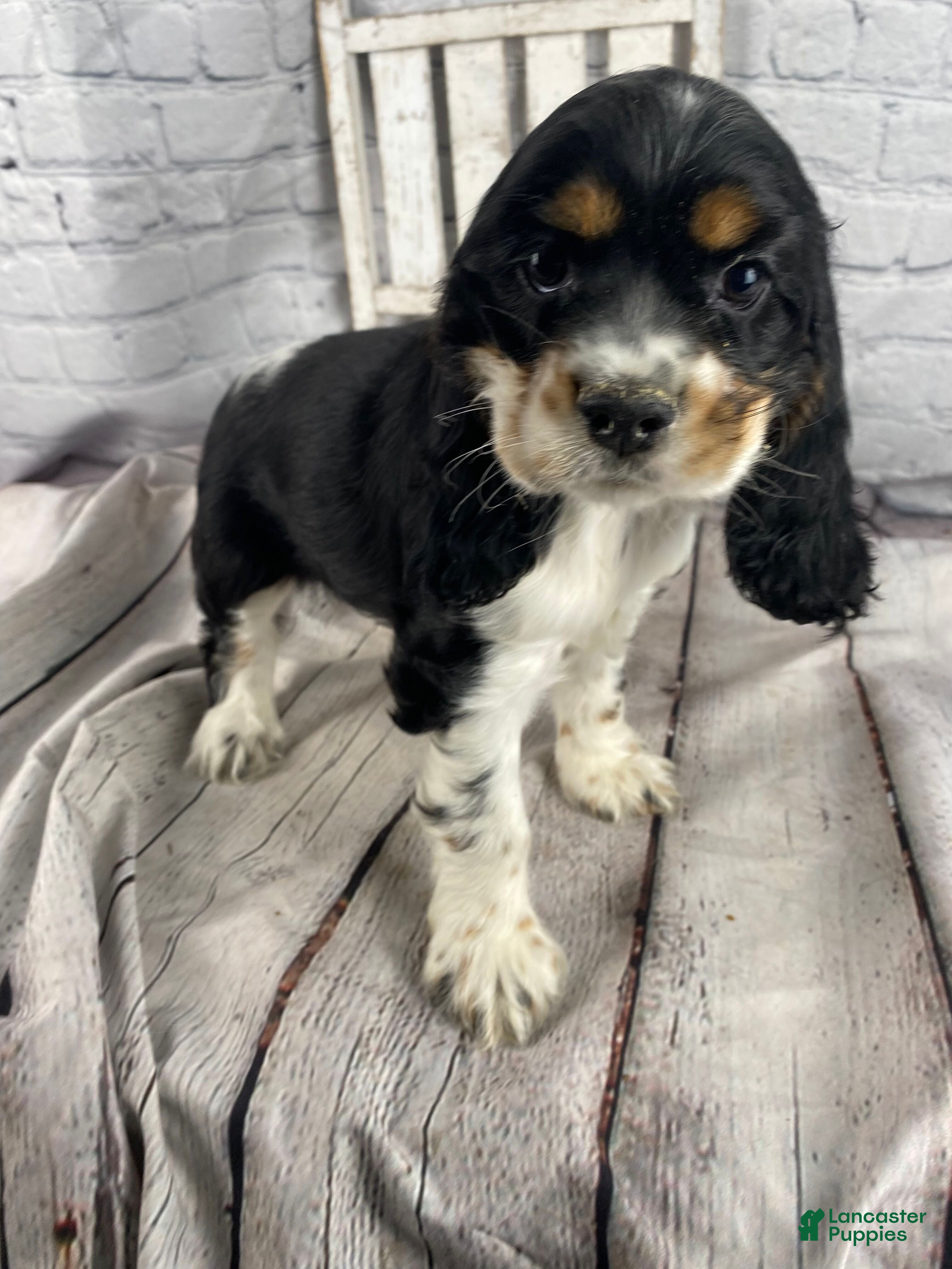 Cocker Spaniel dogs Pippa - Ad 2
