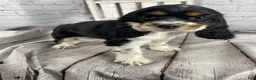 Cocker Spaniel dogs for sale: Pippa - Ad 2