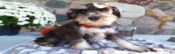 Miniature Schnauzer dogs for sale: Miniature Schnauzer Puppy 2 Claire - Ad 1