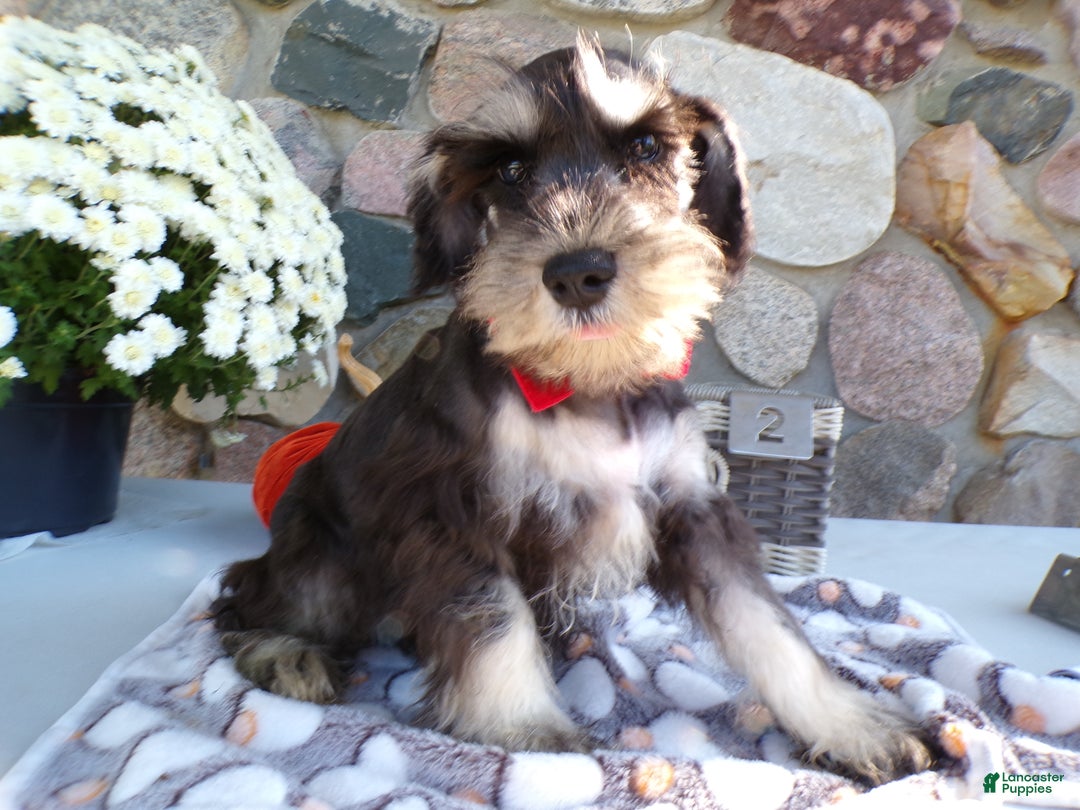 Miniature Schnauzer dogs for sale: Miniature Schnauzer Puppy 2 Claire - Ad 1