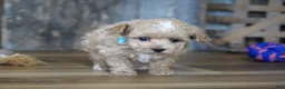 Maltipoo dogs for sale: Dake - Ad 5