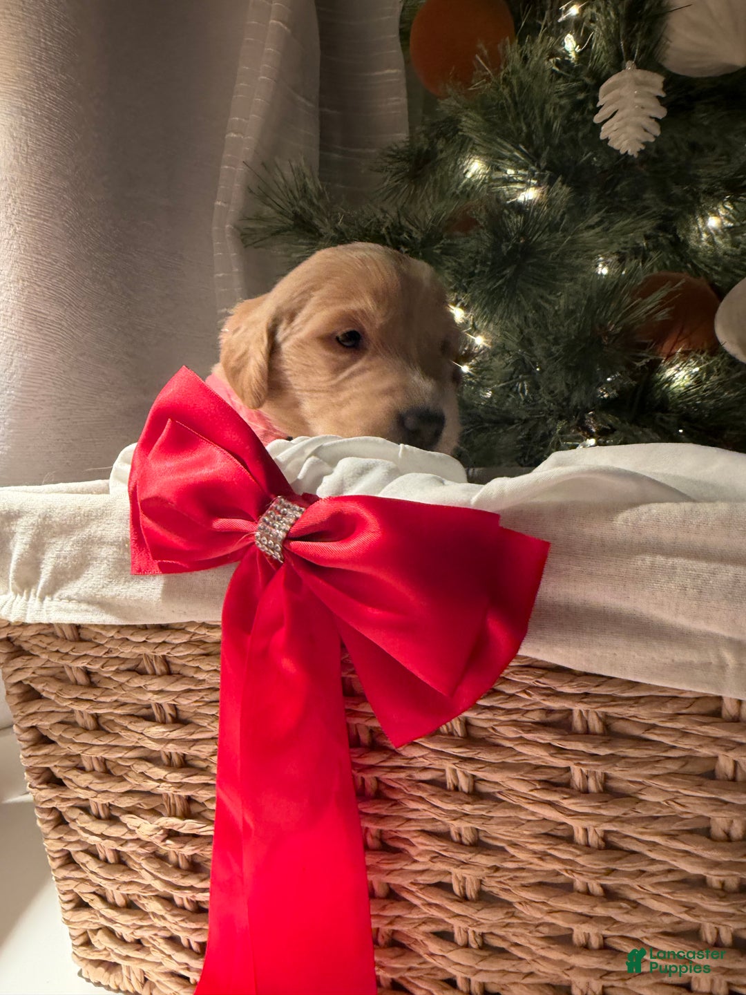 Golden Retriever dogs for sale: Ruby - Ad 3