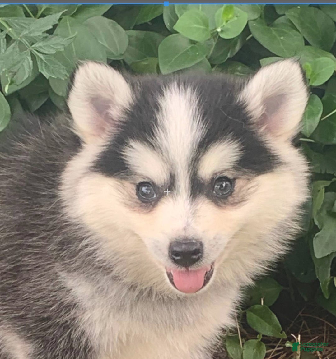 Alaskan Klee Kai dogs for sale: Tucker ~ Sweet Mini Husky - Ad 1