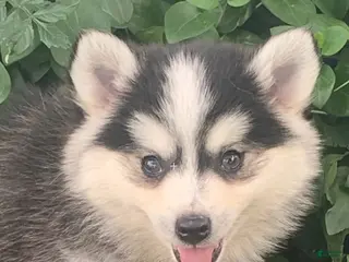 Alaskan Klee Kai dogs Tucker ~ Sweet Mini Husky - Ad 7