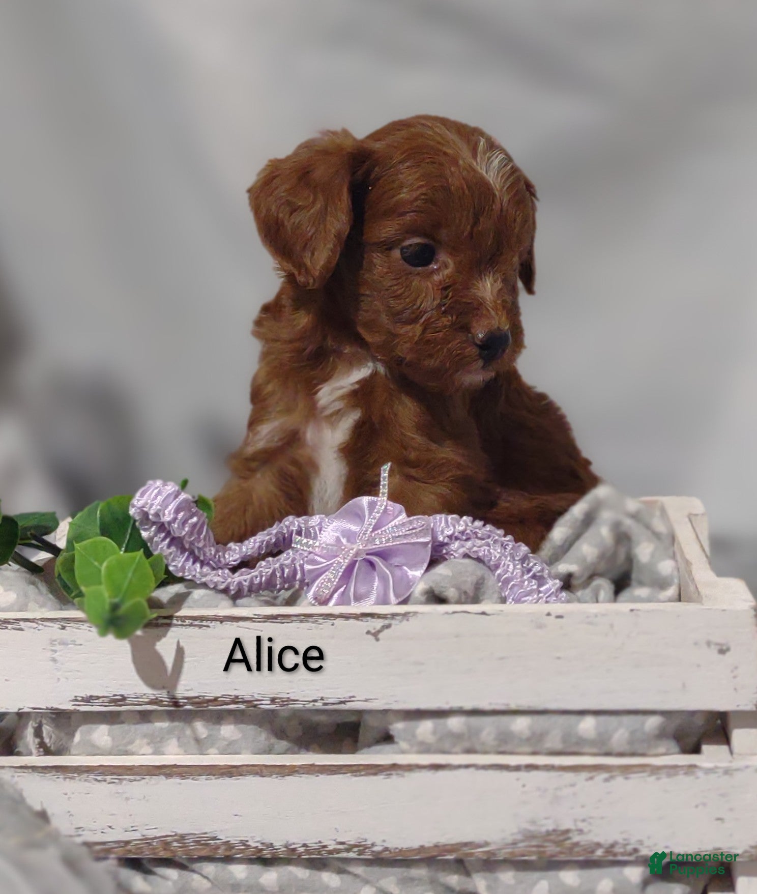 Cavapoo dogs Alice - Ad 2