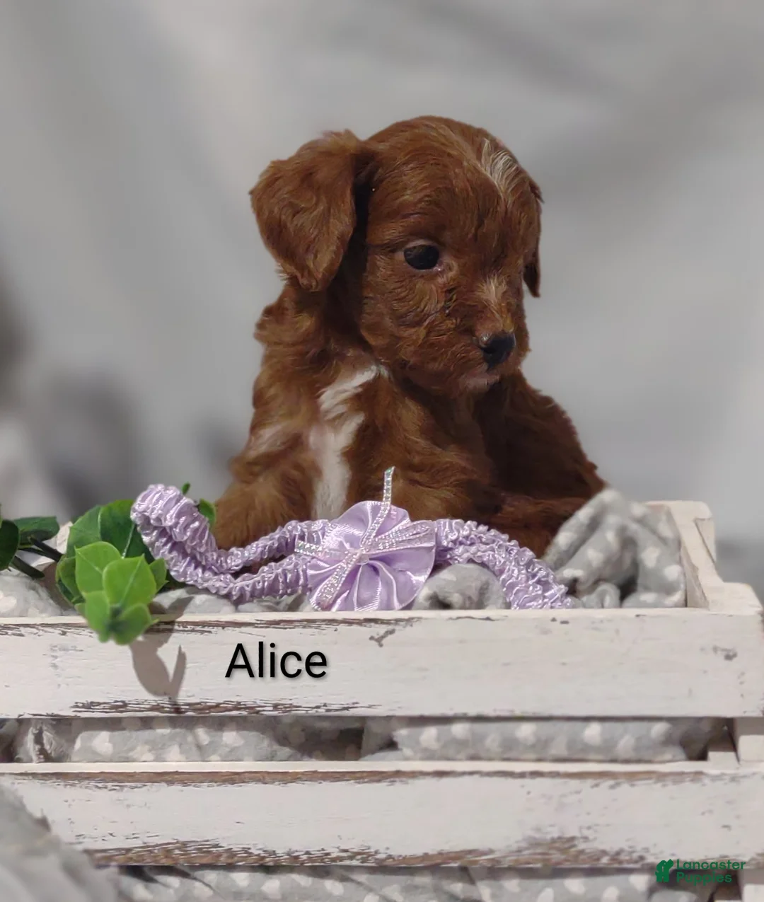 Cavapoo dogs for sale: Alice - Ad 2