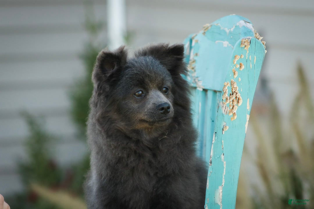 Pomeranian dogs Bluey Pomeranian  - Ad 2