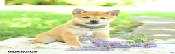 Shiba Inu dogs for sale: Pearl  - Ad 4