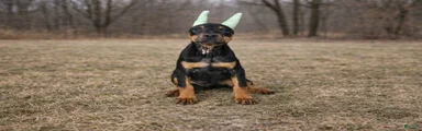 Doberman Pinscher Puppy 2