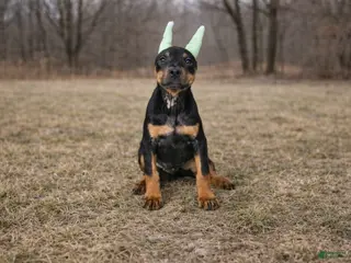 Doberman Pinscher dogs Doberman Pinscher Puppy 2 - Ad 2