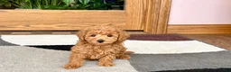 Maltipoo dogs for sale: Kyle - Ad 13