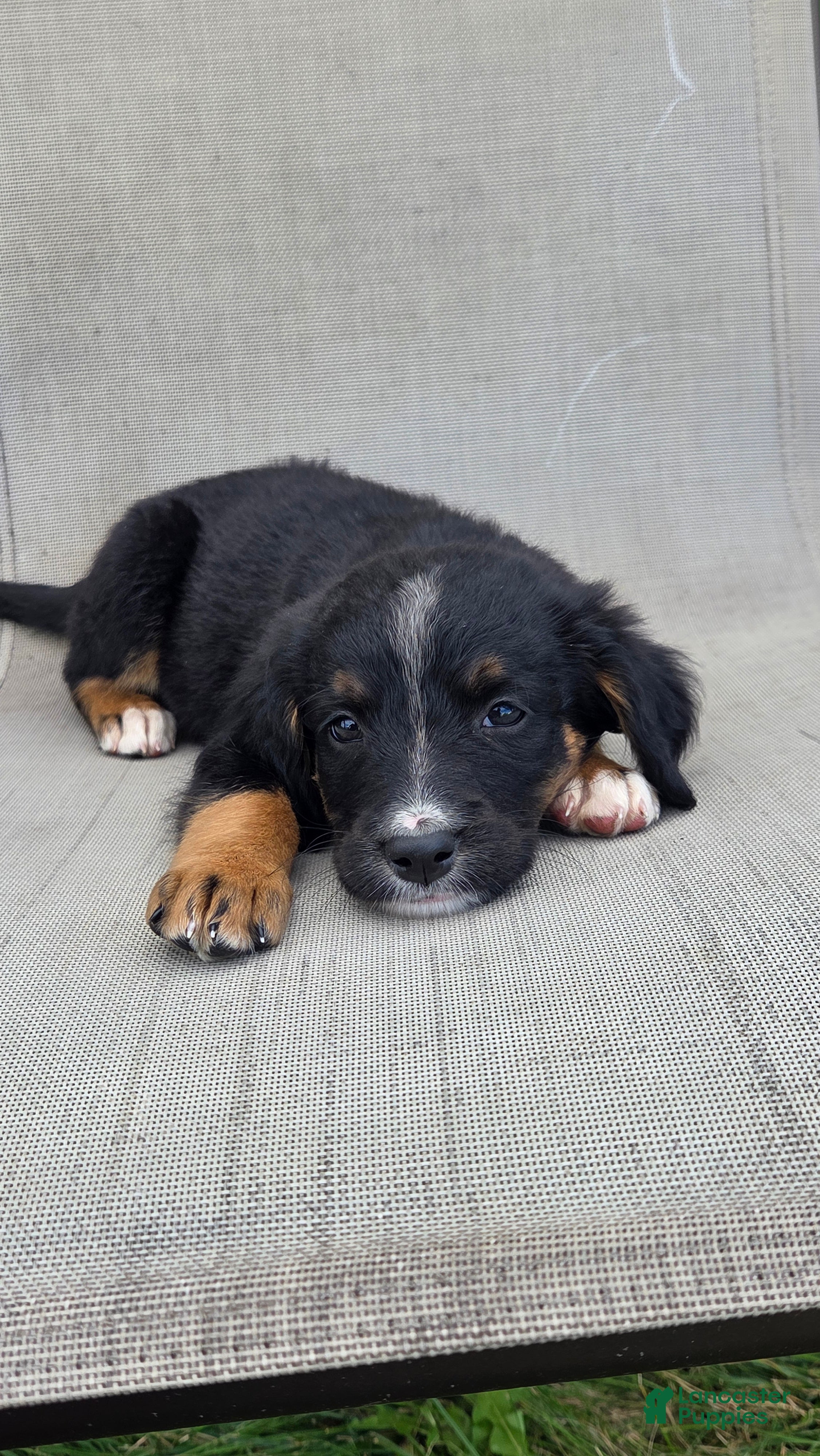 Bernedoodle dogs for sale: Bernedoodle Pink - Ad 4