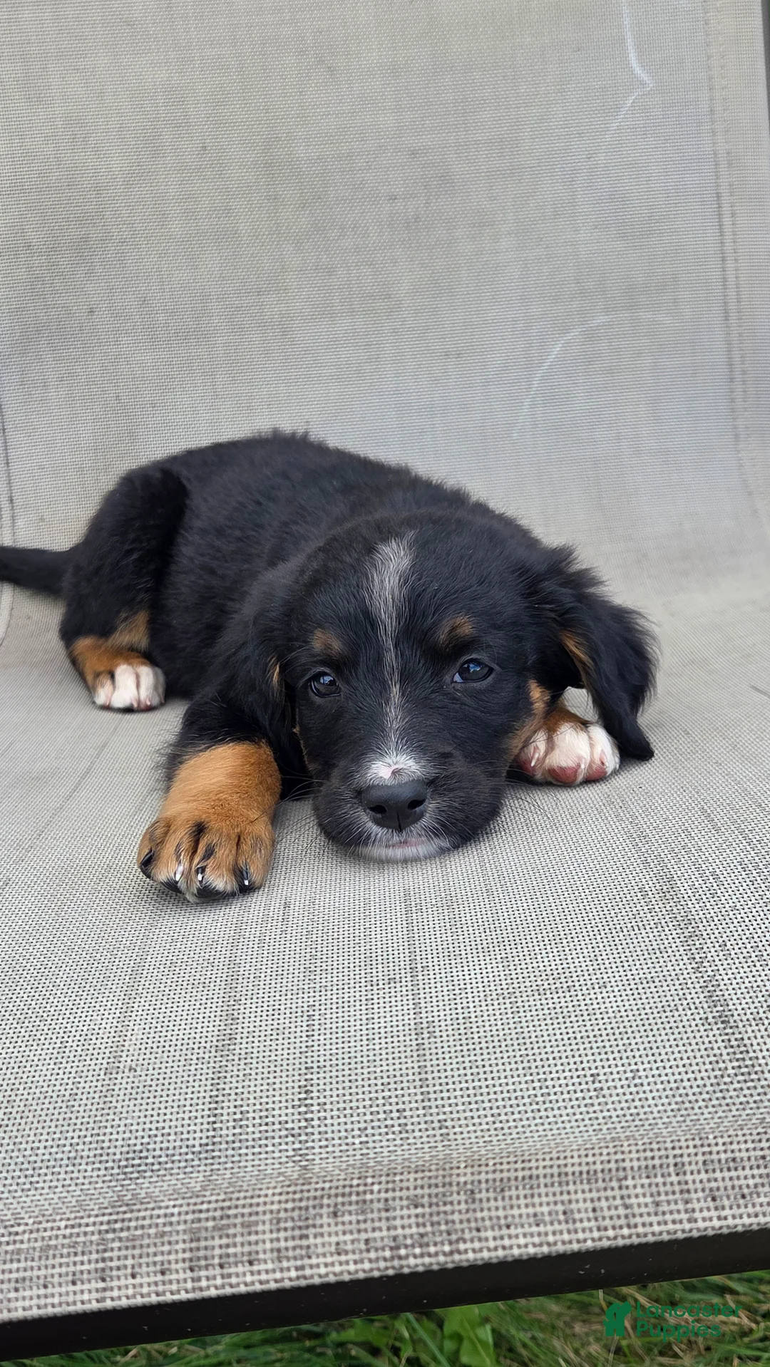 Bernedoodle dogs for sale: Bernedoodle Pink - Ad 1