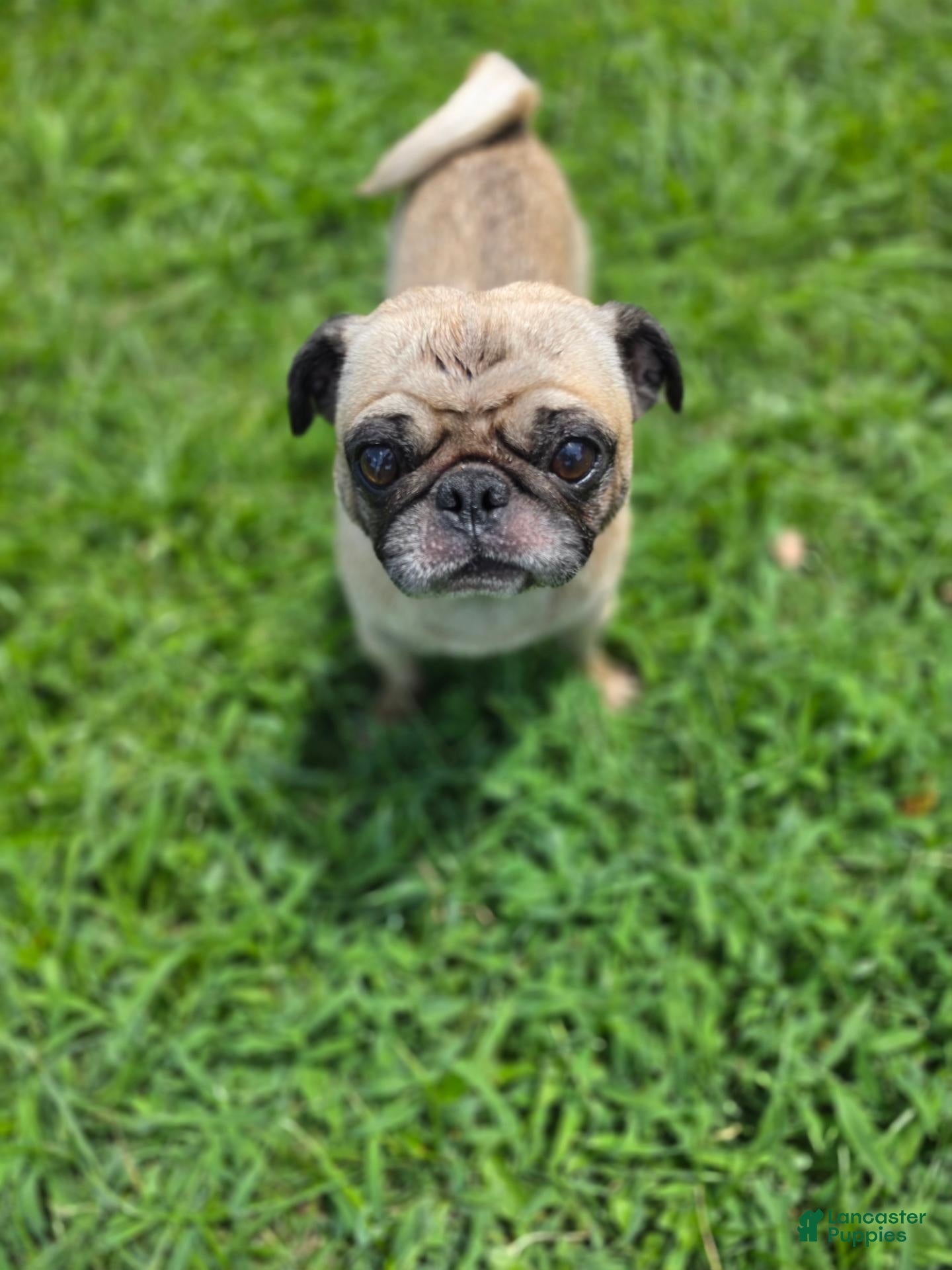 Pug dogs Pug 1 - Ad 9