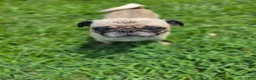 Pug dogs for sale: Pug 1 - Ad 1
