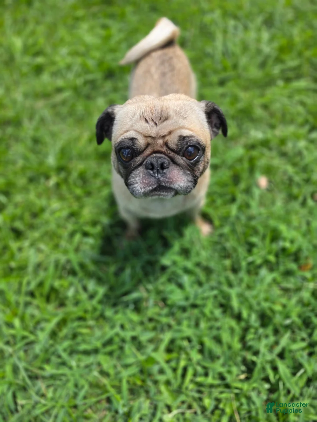 Pug dogs for sale: Pug 1 - Ad 1