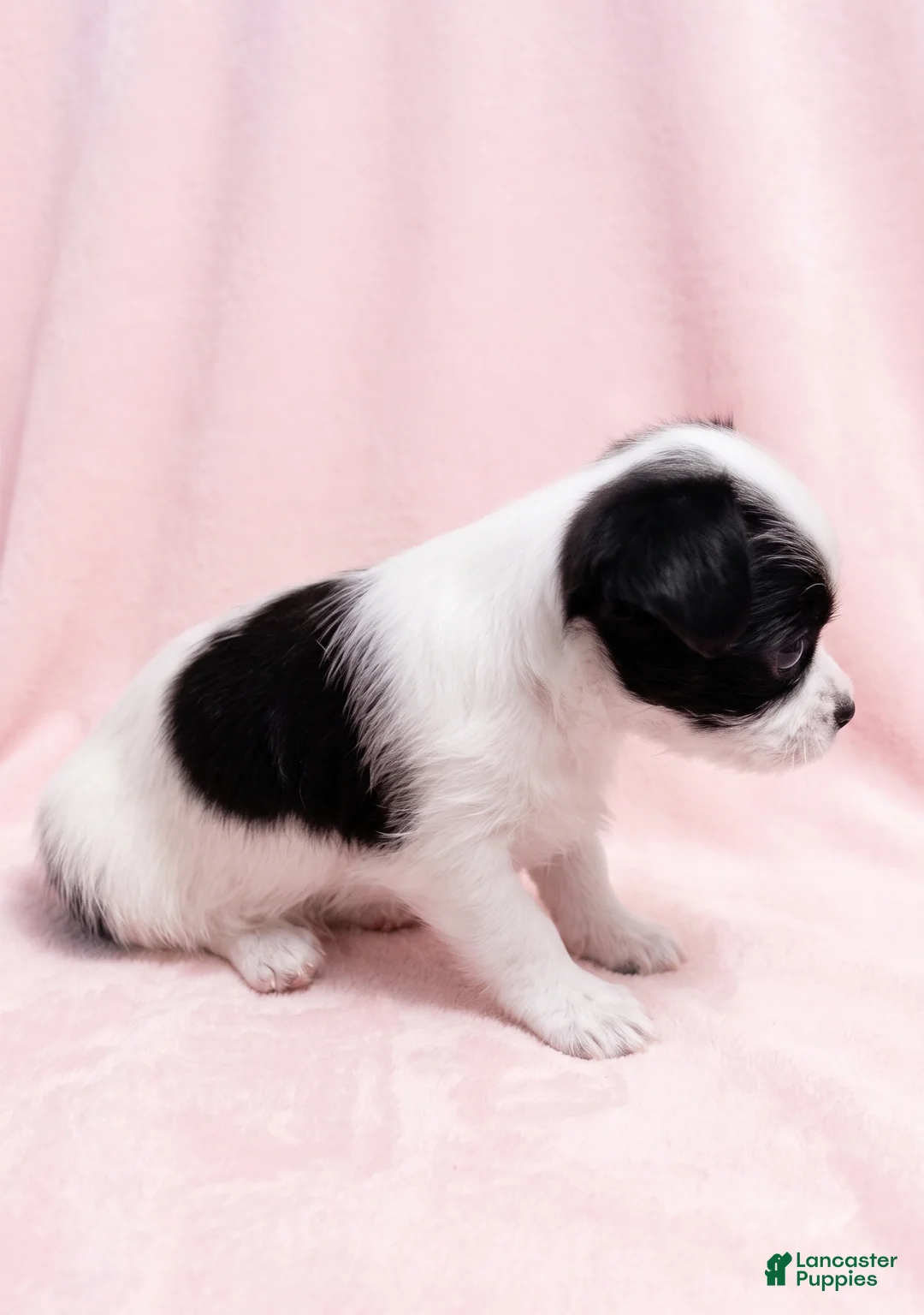 Mixed Breed dogs for sale: Love - Ad 4