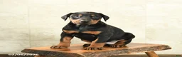 Doberman Pinscher dogs for sale: Flora   - Ad 1