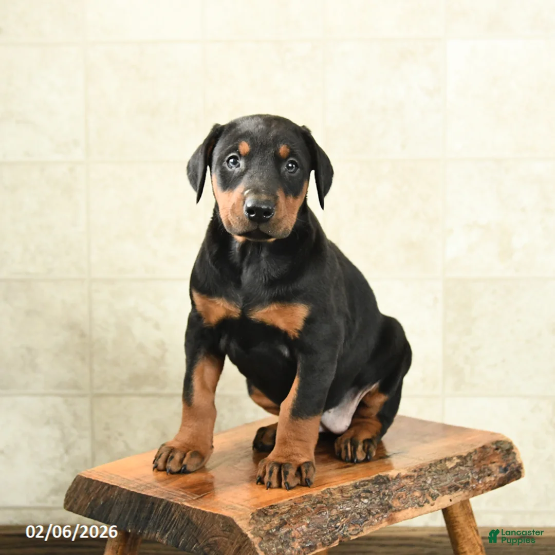 Doberman Pinscher dogs for sale: Flora   - Ad 1