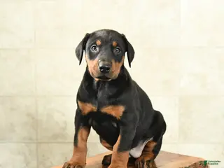 Doberman Pinscher dogs Flora - Ad 2