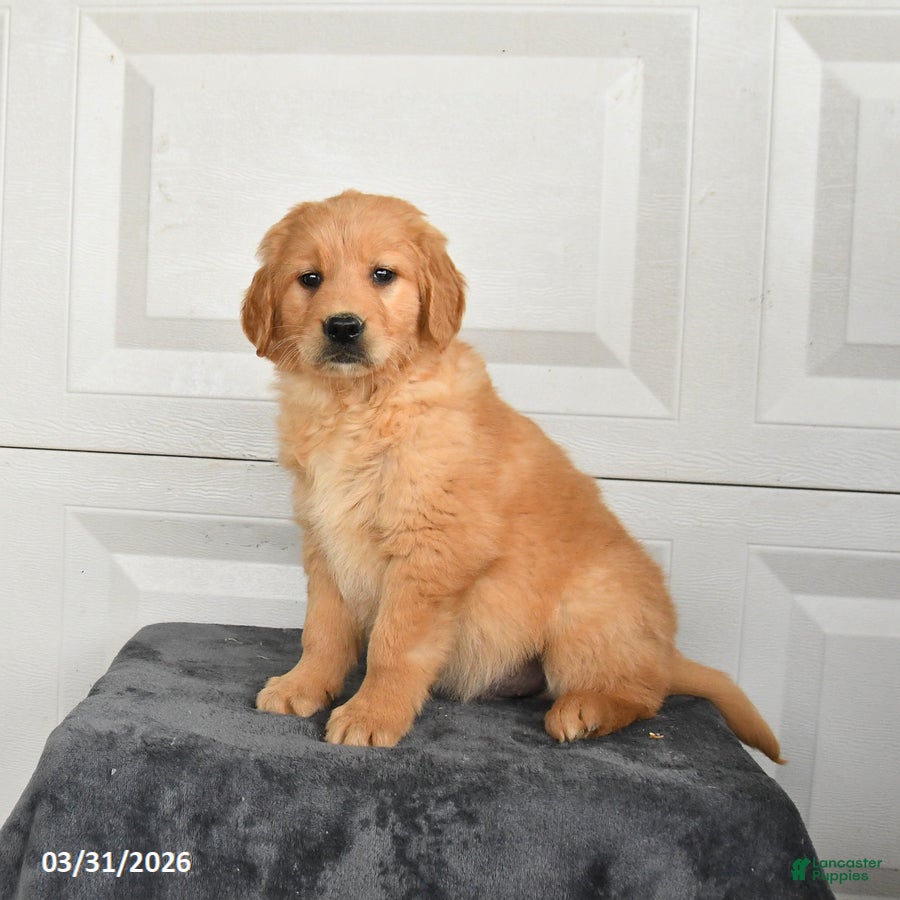 Golden Retriever dogs for sale: Bear - Ad 4