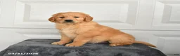 Golden Retriever dogs for sale: Bear - Ad 1